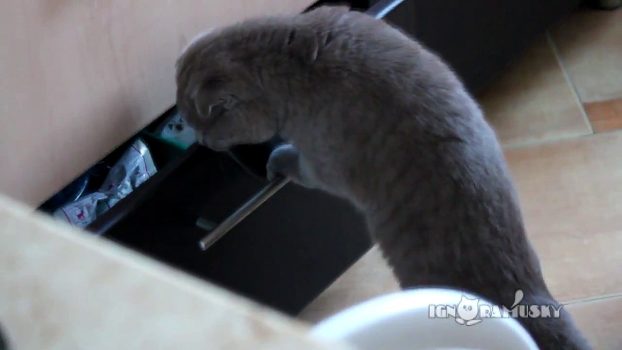 Chat trop curieux fouille dans un tiroir