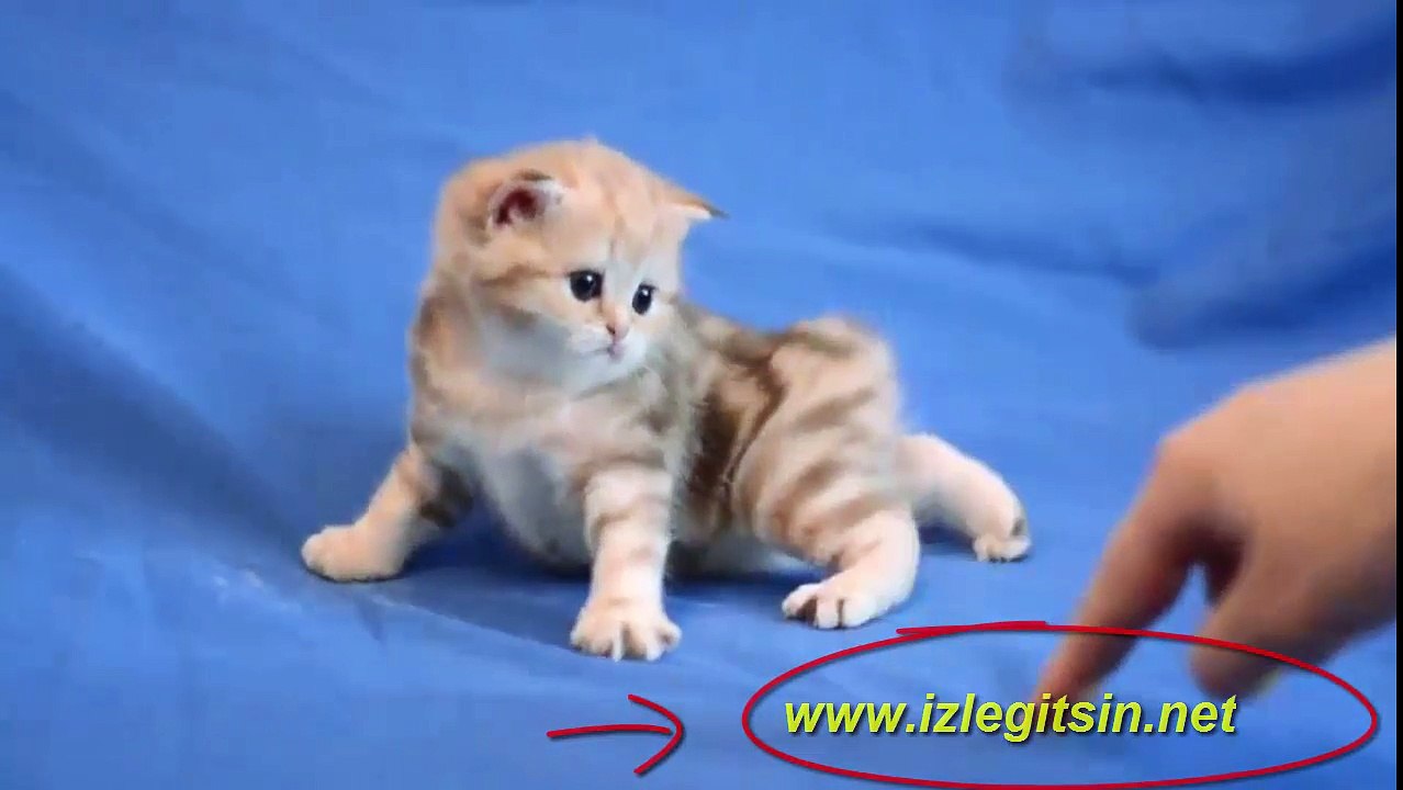 tatlı kedi