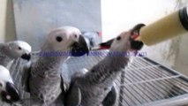 Congo African Grey Parrots Hand Feed Chicks of Syed Ovais Bilgrami