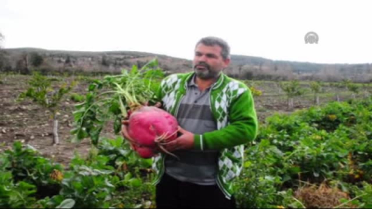 12 Kilogramlık Turp
