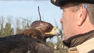 CHASSE au vol (aigle)