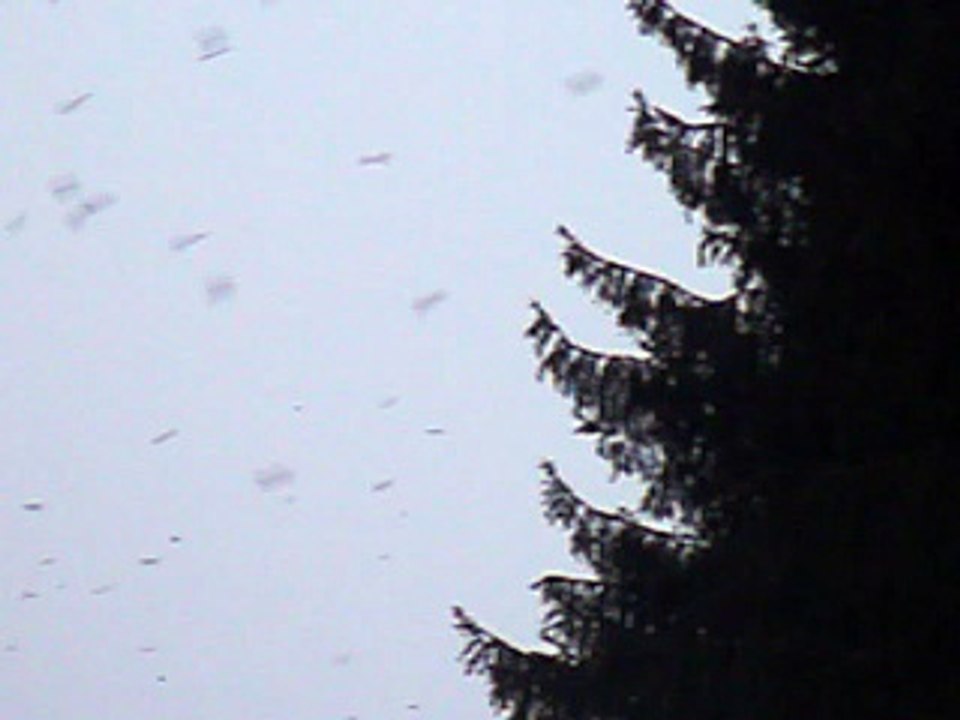 Dortoir pinsons du nord