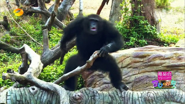 《奇妙的朋友》第4期:倪妮遭“掌掴” 猩猩认亲春春惨被咬 Wonderful Friends Ep4 Chris Li gets bite【湖南卫视官方版1080p】20150214