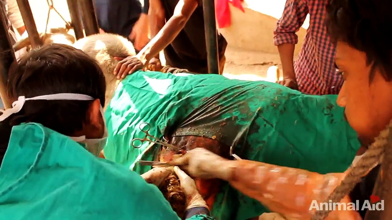 20 kgs (45 pounds) of plastic removed from bull's stomach in India