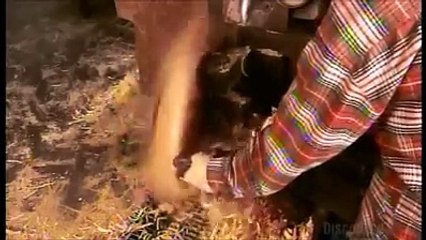 Como se faz - Tiglas de Madeira