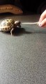 Baby Tortoise eating a bean sprout!