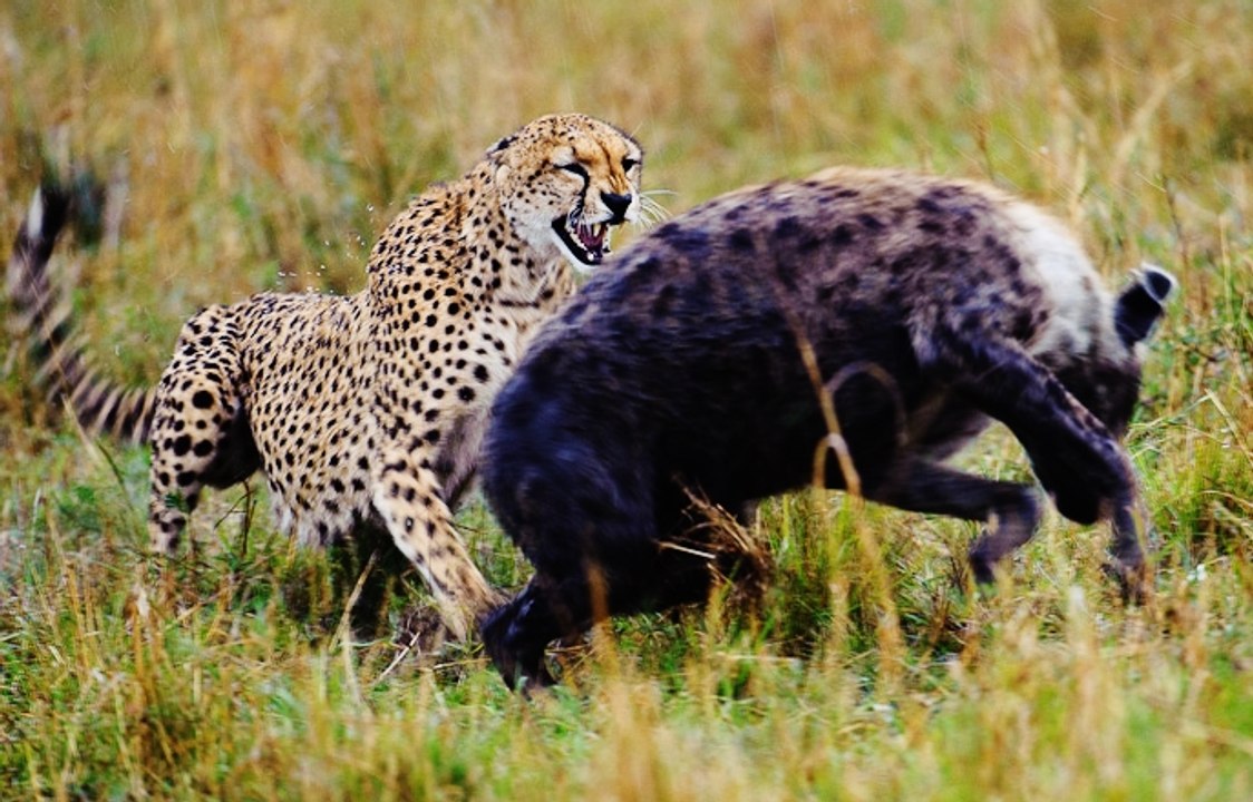 Cheetah Attacks a Hyena - 2015