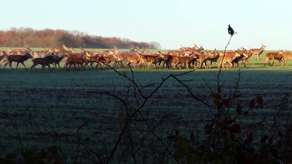 Ils tombent sur un troupeau d'une centaine de cerfs et de biches en Eure et Loire