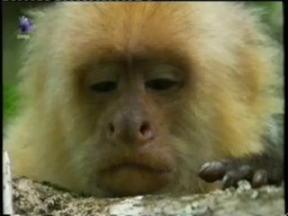 Inteligencia primate: Insecticida biologico