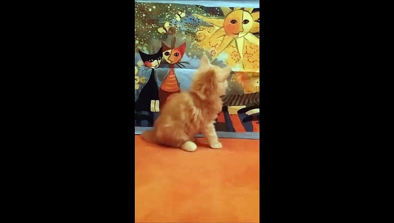 Jéronimo 12-2-15 Vidéo