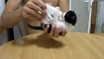 Biberona saldıran yavru kedi Komedi