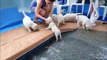 One word... Puppies!