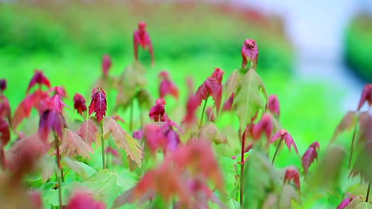 愛 飛翔 (HD 粵語)