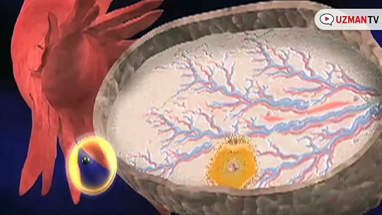 Hamileliğin İlk 1. Ayında Anne Karnındaki Bebek Ne Durumdadır?