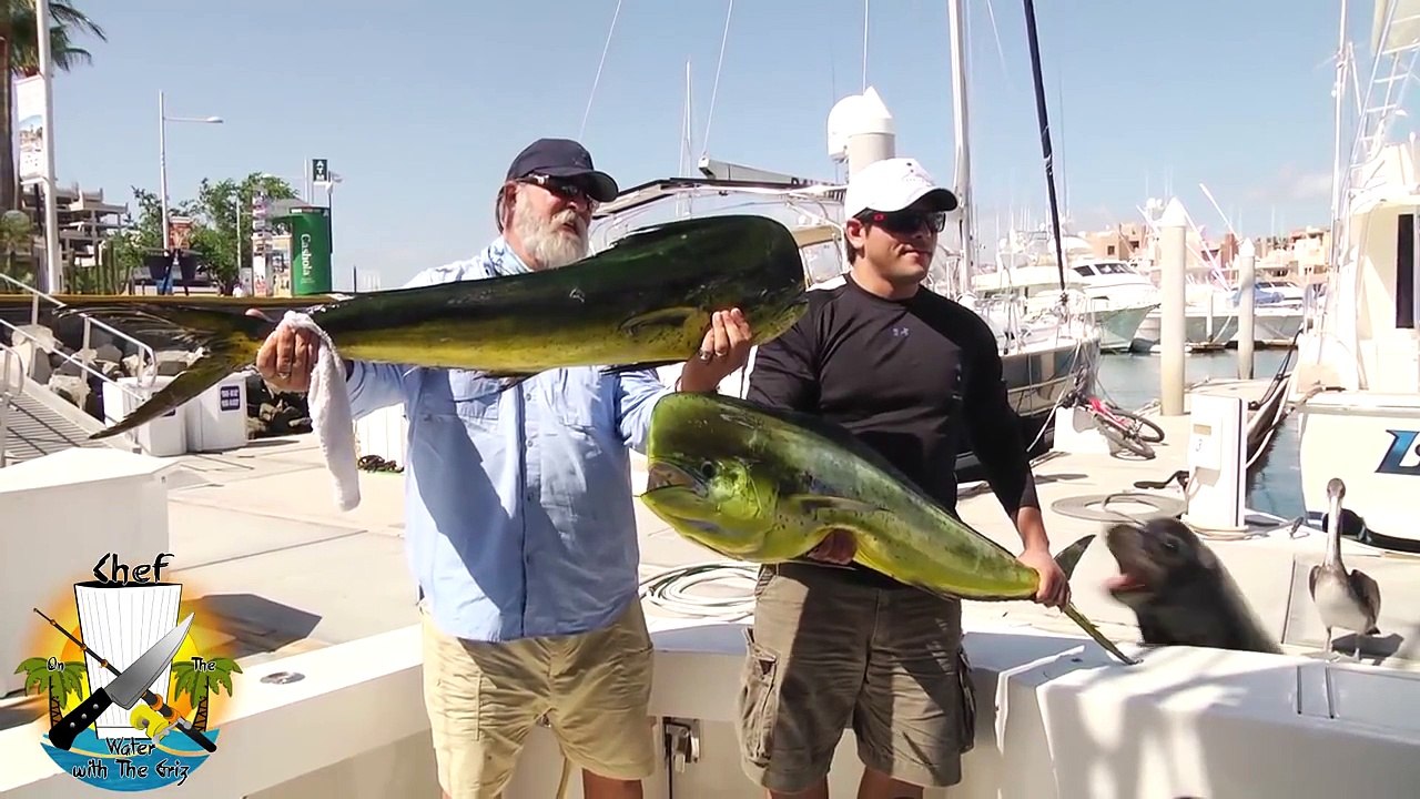Pêcheurs vs Lion de mer