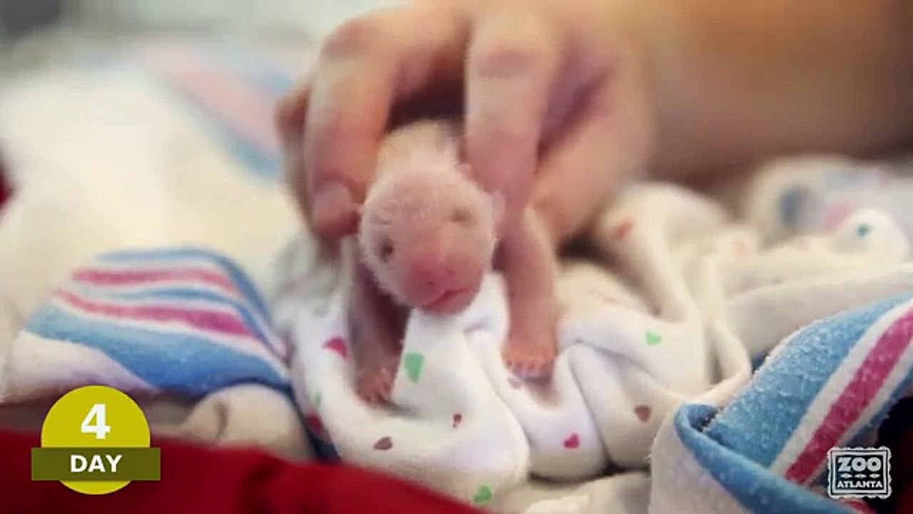 Les 100 premiers jours de 2 pandas jumeaux du zoo d'Atlanta
