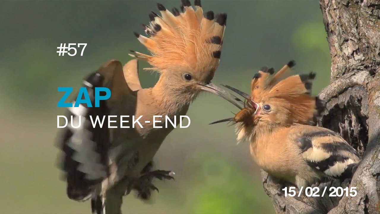 ZAP DU WEEK-END #57 : Danse de doigts / Autoroute du ciel / Blonde + Feux d'artifice / Incroyable vol en wingsuit