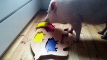 Un cochon fait un puzzle en bois