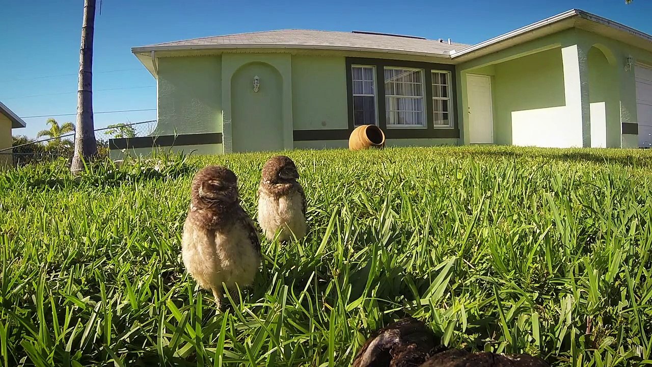 A Curious Pair Of Burrowing Owls Dancing In Front Of A Camera Will Make Your Day (HD)