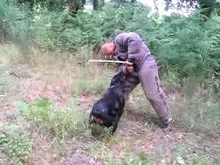 ROTTWEILER CHIEN D'UTILITE