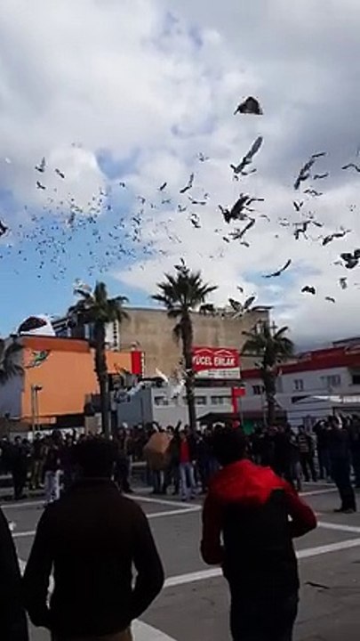10. Osmaniye Güvercin Festivali Güvercin Döküşü 2015