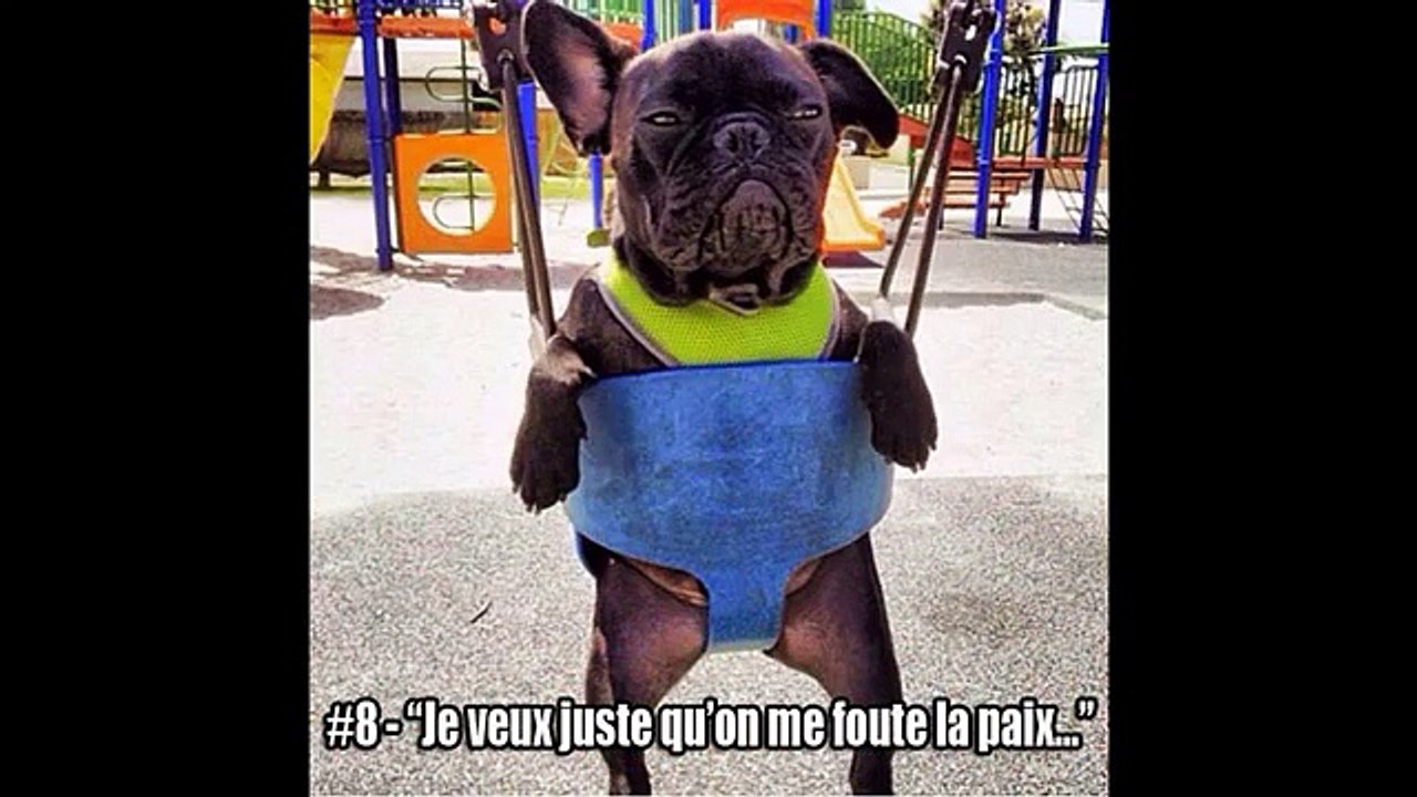 Les 10 Bouledogues Français les + Drôles !