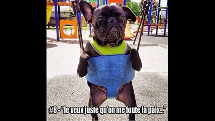 Les 10 Bouledogues Français les + Drôles !