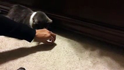 Cat grabs treats from beneath bed