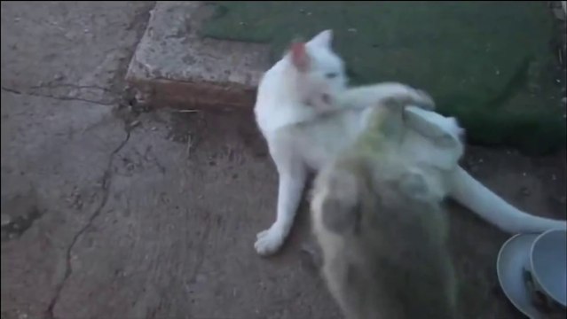 Gosling attacks Kitten - Funny battle - Гусенок напал на котенка ! Прикол !