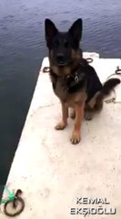 Köpeğe Çok Farklı Komut Öğreten Genç (Küfür...