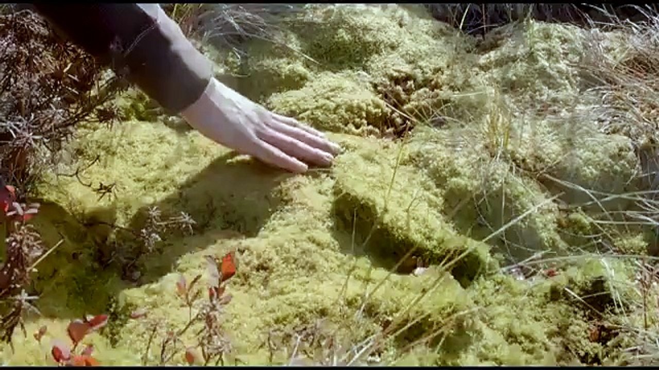 denali tundra tours, denali mountain, alaska trip for family