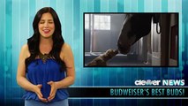 Budweiser Clydesdale Puppy Love Super Bowl 2014 Commercial (Low)