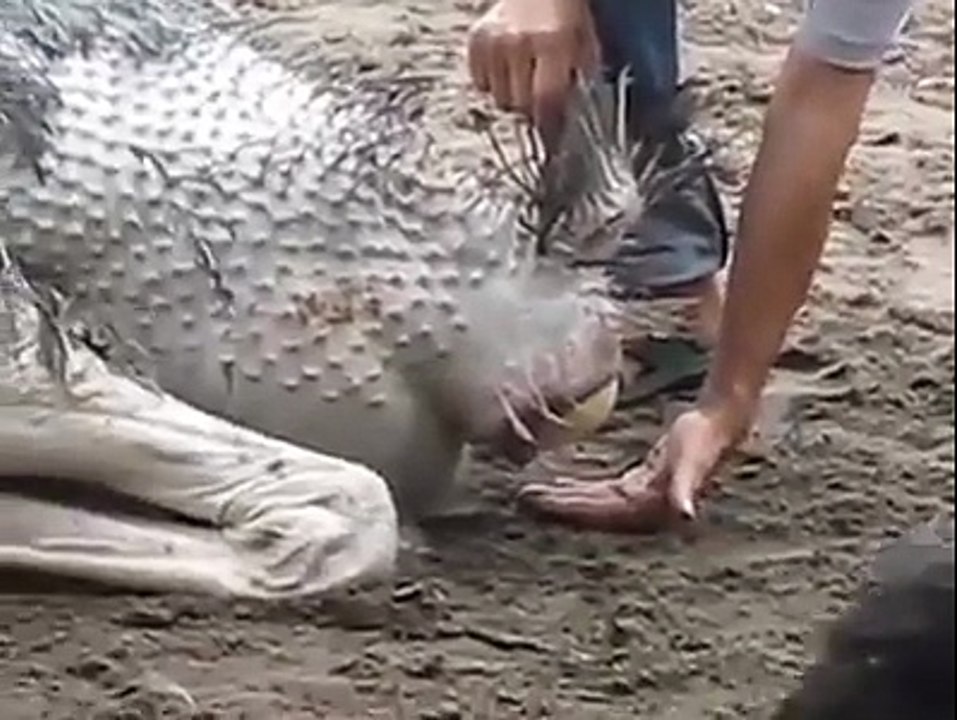 اتنا بڑا انڈہ
