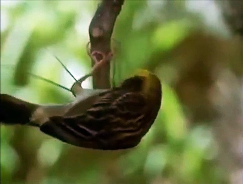 How birds make their nests