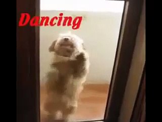 Dancing Dog VERY FUNNY!
