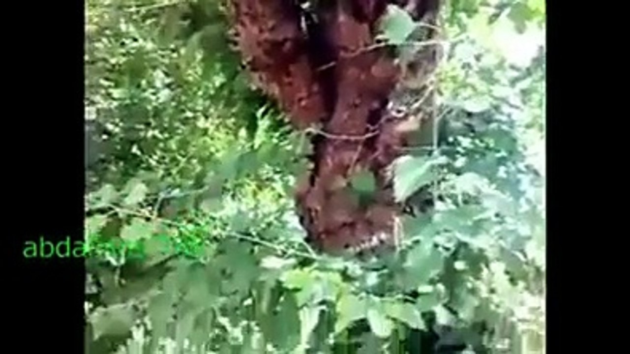 سبحان اللہ