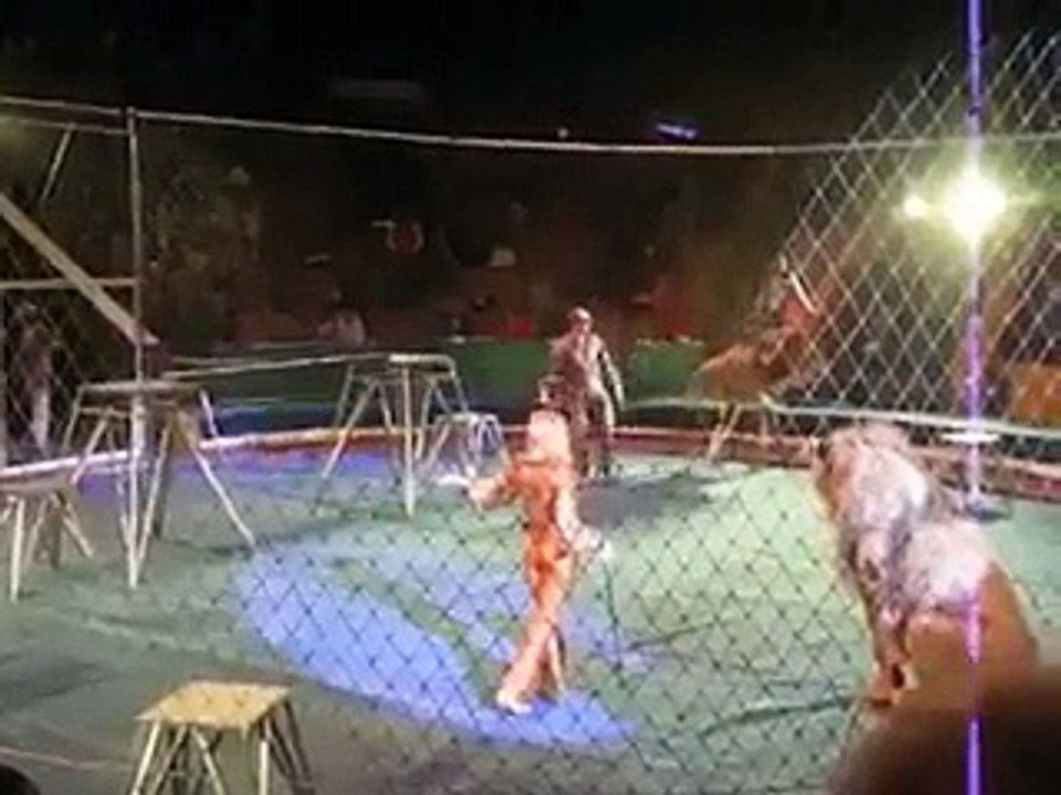 OMG The Lion Attack A Man In Circus