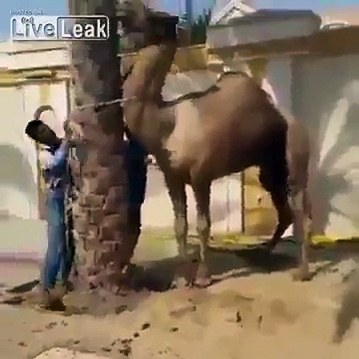 OMG A boy nearly killed by a camel