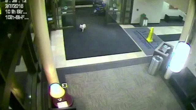 Un chien retrouve sa maîtresse dans un hôpital