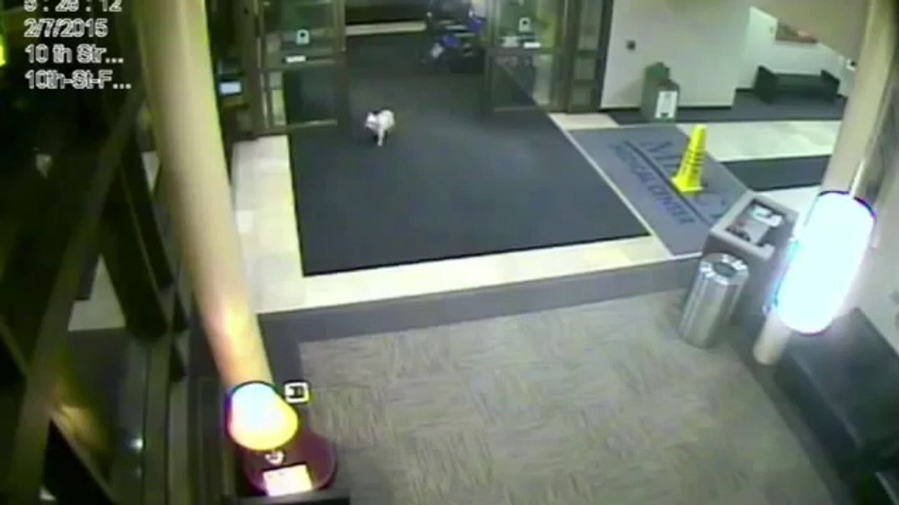 Un chien retrouve sa maîtresse dans un hôpital