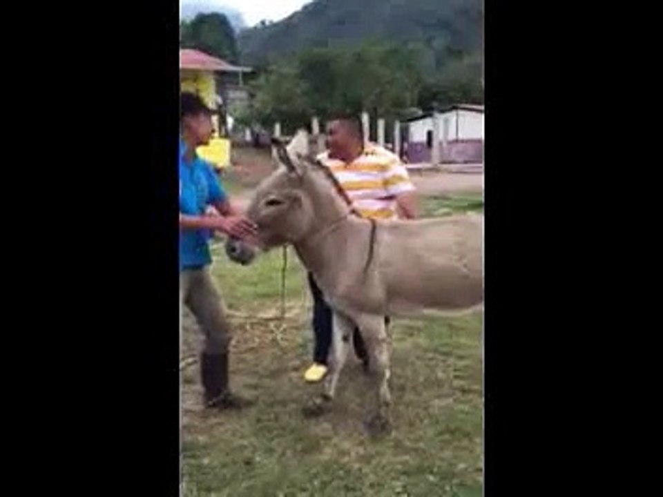 funny video