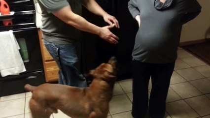 Un chien protège le ventre d'une femme enceinte