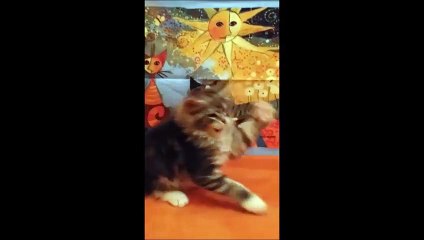 Jaffa 12-2-15 Vidéo