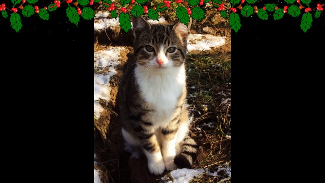 Il était une fois nos amis les chats