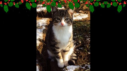 Il était une fois nos amis les chats