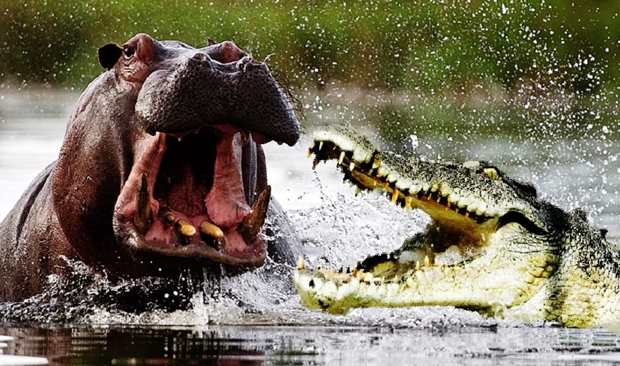 Hippopotamus Kills a Crocodile
