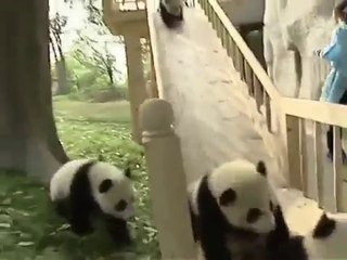 Panda cubs playing and sliding - Панды катаюстя и играют )))