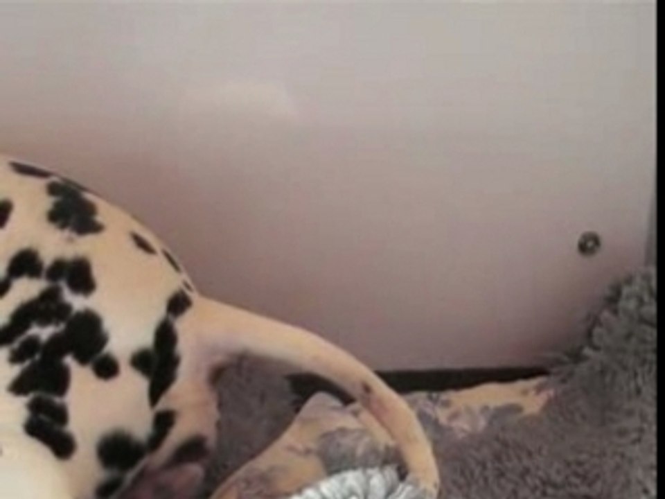 Mise bas des chiots de Ultramarine