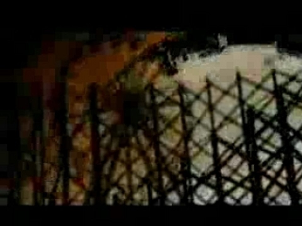 Komeda - Blossom