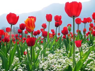 Abddurrahman Önül - Döne Döne Ya Rab